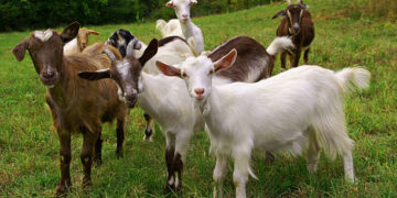 Herd of goats on mountan meadow