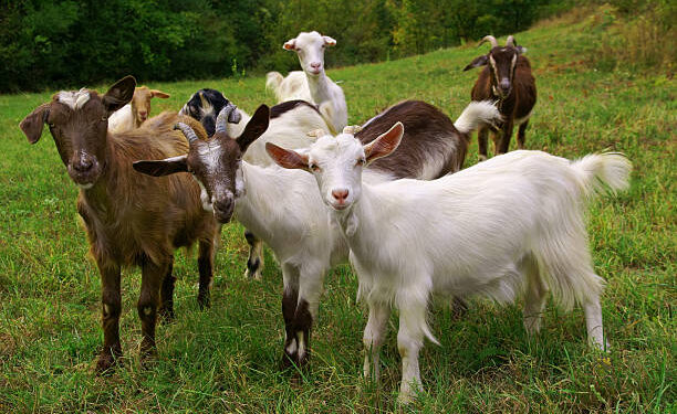 Herd of goats on mountan meadow