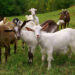 Herd of goats on mountan meadow