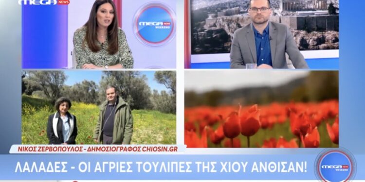 Mega: Άνθισαν οι αυθεντικές λαλάδες στη Χίο(vid)